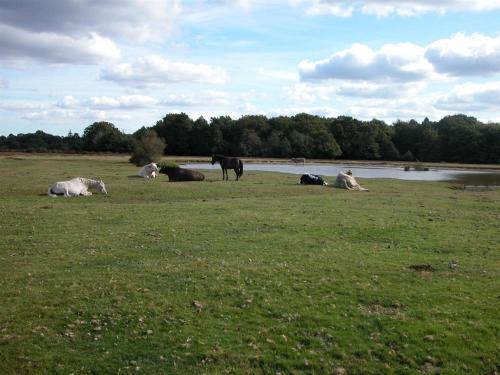 a group of cows laying in a field next to a river at Bridge Studio in Broad Chalke