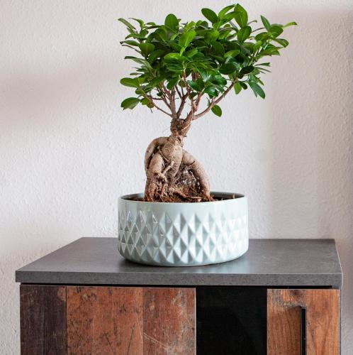 a potted tree sitting on top of a table at Apartment von Schivelbusch in Markkleeberg