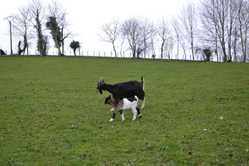 a goat and a baby goat in a field at CASA RURAL Arriaran in Leitza
