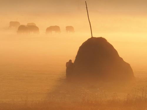 a person sitting on a rock in the water with elephants at KTA TARPAN Mały Domek in Masiewo