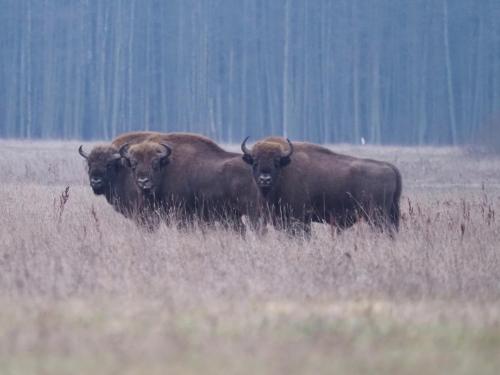 two cows standing in a field of tall grass at KTA TARPAN Mały Domek in Masiewo