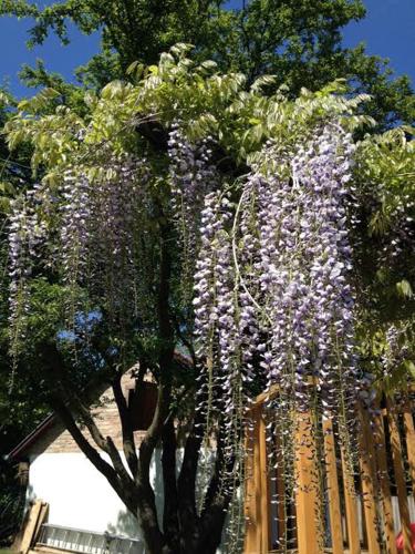 a tree with purple flowers hanging from it at Rózsa Porta in Zengővárkony