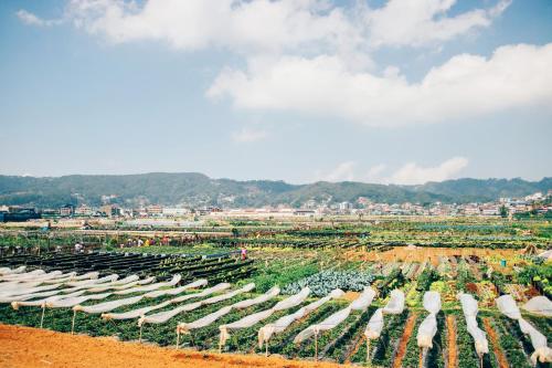 a farm with rows of plants in a field at Azalea Residences Baguio in Baguio
