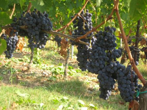 a bunch of grapes hanging from a tree at Fattoria di Rignana Winery BnB in Greve in Chianti