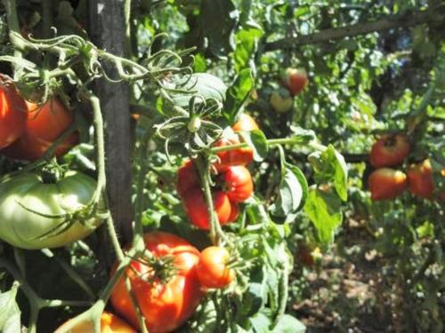 a bunch of tomatoes are growing in a garden at Autour du Hamac chambres et table d'hôtes in Moltifao