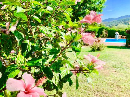 a bush with pink flowers next to a pool at Hotel Janas in Tertenìa