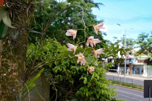 a bunch of pink flowers hanging from a tree at Hotel Germânia in Joinville