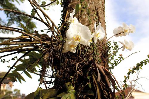 a bunch of white flowers on a tree at Hotel Germânia in Joinville