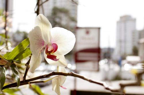 a white flower is on a tree branch at Hotel Germânia in Joinville