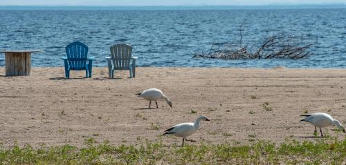 three birds on a beach with chairs and water at Domaine sur une plage in Saint-Félicien