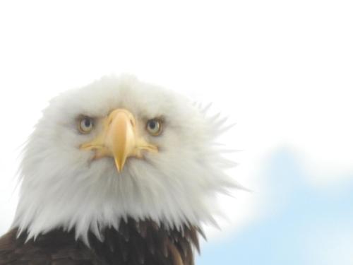an eagle with white feathers and a yellow beak at Alaska Adventure Cabins in Homer