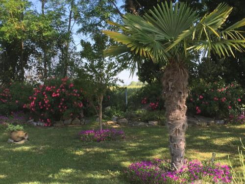 a palm tree in a garden with pink flowers at Appartement mansardé et climatisé 50 m2 in Pompignan