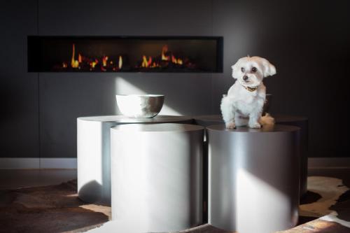 a dog sitting on top of two trash cans in front of a fireplace at relexa hotel München in Munich