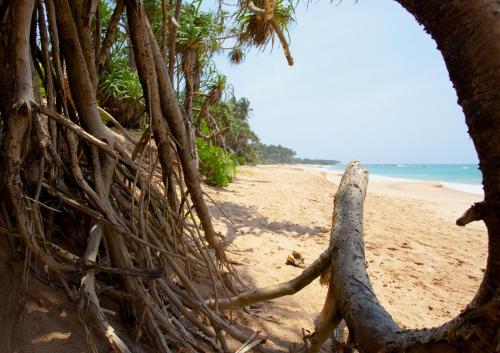 a beach with a bunch of trees on it at Turtle Paradise in Tangalle