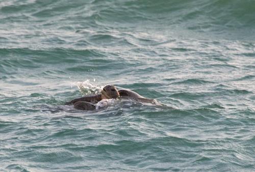 a man swimming in the water in the ocean at Turtle Paradise in Tangalle
