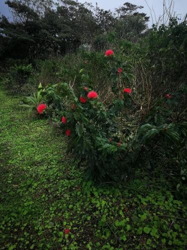 a row of red flowers in a field of grass at Bijagua paradise Río Celeste in Bijagua