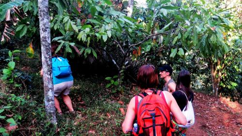a group of people walking down a trail in the forest at Mistletoe Homestay & Cafe in Munnar