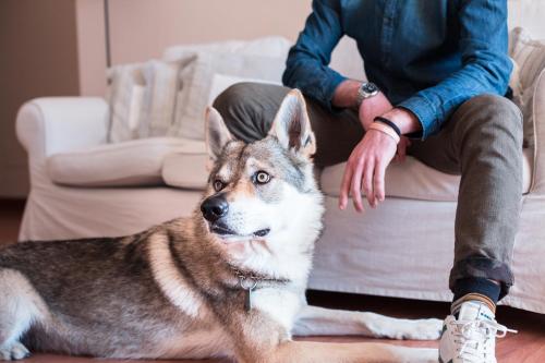 a person sitting on a couch with a dog at Residenza Santa Cecilia in San Vincenzo