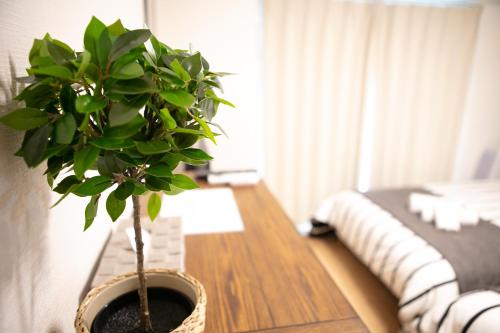 a potted plant sitting on a table in a room at Lespedeza Osaka in Osaka