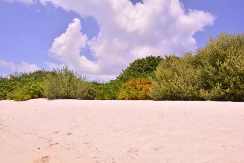 a sandy beach with bushes and a blue sky with clouds at Newtown Inn in Hulhumale
