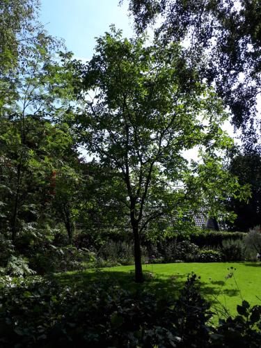 a tree in the middle of a green field at De Hammerhoeve in Dalfsen
