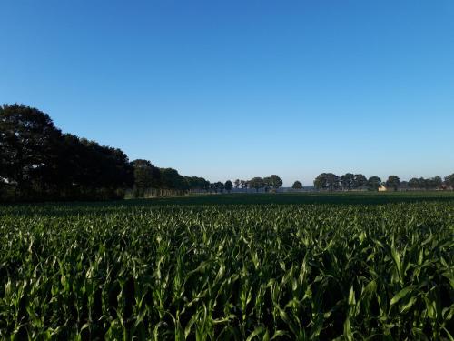 a field of corn with a blue sky in the background at De Hammerhoeve in Dalfsen