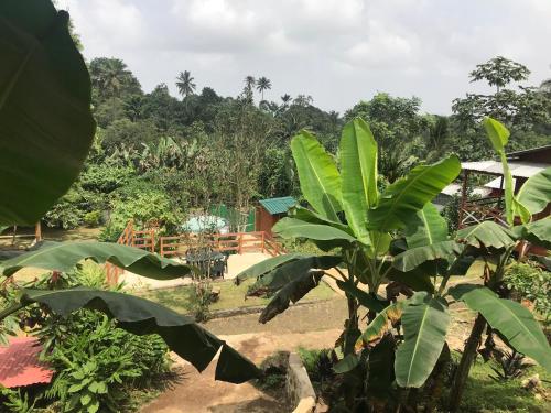 a garden with a bunch of green plants at GUEST HOUSE QUINTA NATURAL Bangalots in Graça