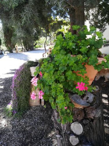 Taman di luar Masseria Caracci