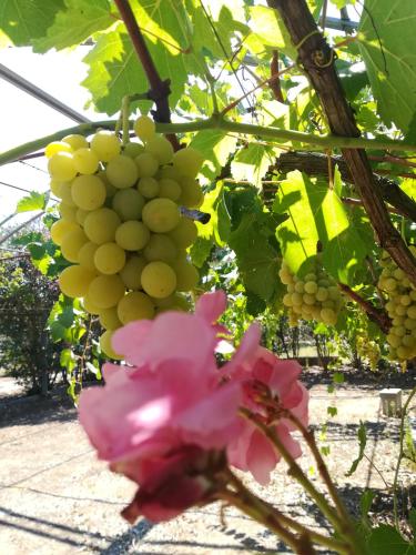 Gambar di galeri bagi Masseria Caracci di Veglie