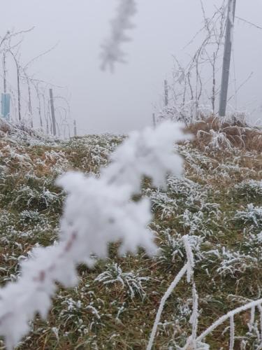 a snow covered hillside with grass and trees at Villa Carla in Ehrenhausen