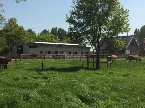 a group of horses in a field in front of a barn at Vakantiehuisje 't Morehof in Oosterzele