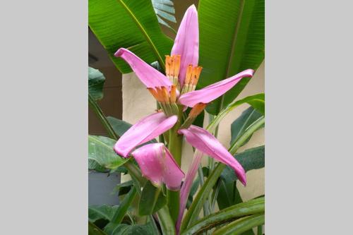 a bunch of pink flowers on a plant at Tower Studio in the Treetops in Altos del Maria Panama in El Picacho