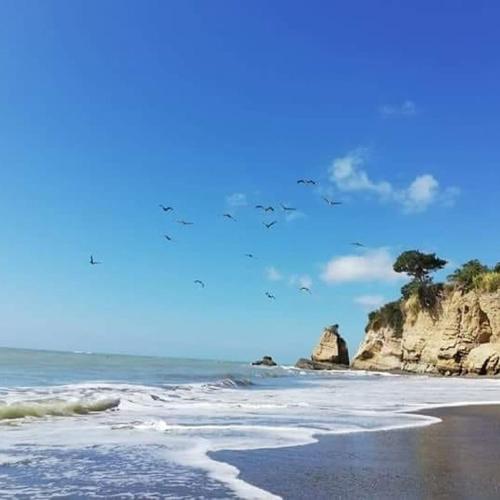 a flock of birds flying over a beach at Hosteria Cumilinche in Same