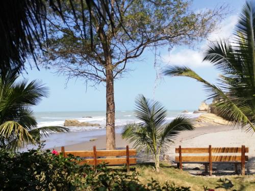 a bench on a beach with a tree and the ocean at Hosteria Cumilinche in Same