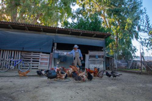 a man standing next to a group of chickens at Loukas Farm House in Ayios Kirikos