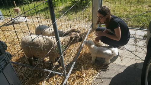 アパートメントの敷地内または近くにいる動物