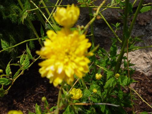 a yellow flower is growing in a garden at Villa Hubertus in Ortisei