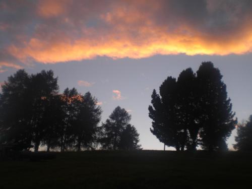a group of trees on a hill with a cloudy sky at Villa Hubertus in Ortisei