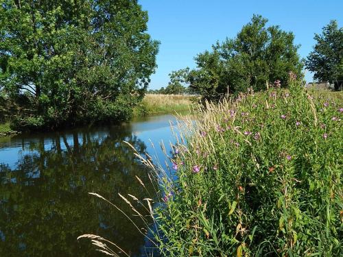 a river with trees and plants in the water at Ferienwohnungen Bekperle in Bekdorf