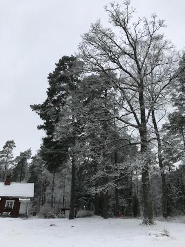 a tree is covered in snow next to a house at Villa Tammikko in Tuusula