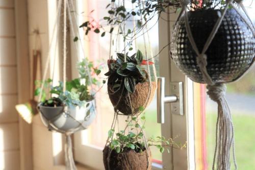 a group of potted plants hanging from a window at LE PETIT NID DANS LA ROULOTTE in Roscanvel