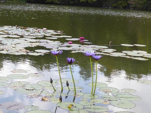 um grupo de flores roxas num lago com pastilhas de lírio em Agriturismo San Bernardino Del Lago em Rapolano Terme