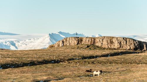 a goat standing on top of a hill with a mountain at Dynjandi Guesthouse in Höfn