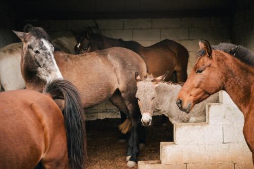 a group of horses standing next to each other at B&B Badde Cubas in Usini