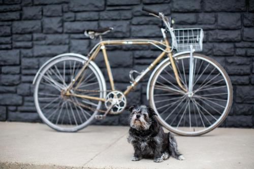 宿泊客と一緒にSpoke and Vine Motelに滞在中のペット