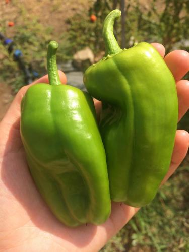 a person holding two green peppers in their hand at Agriturismo Turudhis in Tortolì