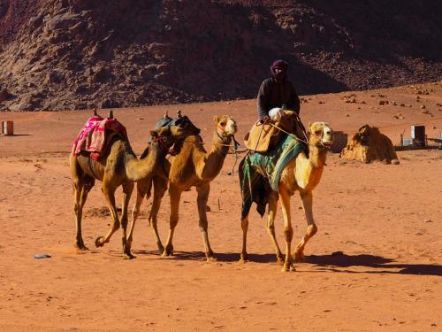 a man riding a group of camels in the desert at Bedouin host camp& with tour in Wadi Rum