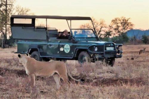 a lion standing in front of a green jeep at Ngalali Retreat in Grietjie Nature Reserve