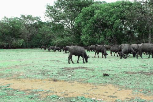 a herd of elephants grazing in a field at La Pentera in Hambegamuwa