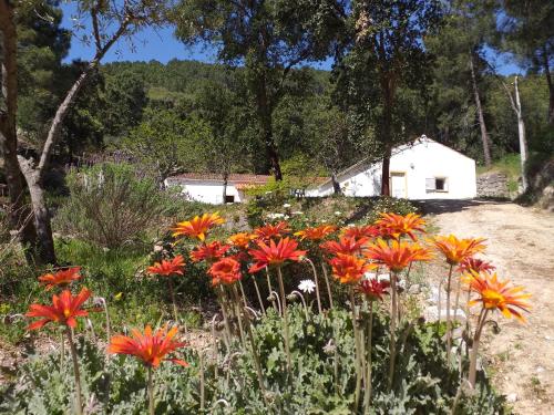 a field of flowers with a white building in the background at Quinta da Barroquinha in Vale de Prazeres